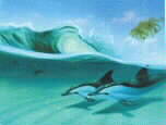 Surfing Dolphins