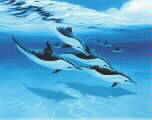 Dolphins Next Excursion