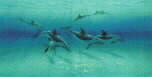 Dolphin Excursion